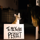 Illustration for article titled It’s Valentine’s Day, so might as well reenact romantic movies with dogs